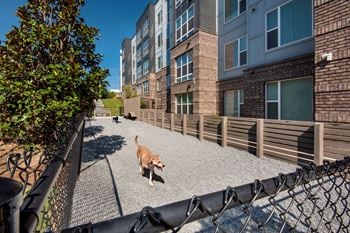 Dog park